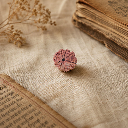 8 Mukhi Rudraksha Nepali