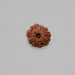 9 Mukhi Rudraksha Nepali