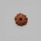 9 Mukhi Rudraksha Nepali