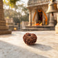 9 Mukhi Rudraksha Nepali
