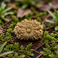 19 Mukhi Rudraksha