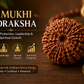 23 Mukhi Rudraksha