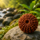 23 Mukhi Rudraksha
