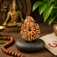 Sawar Rudraksha
