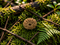 14 Mukhi Rudraksha