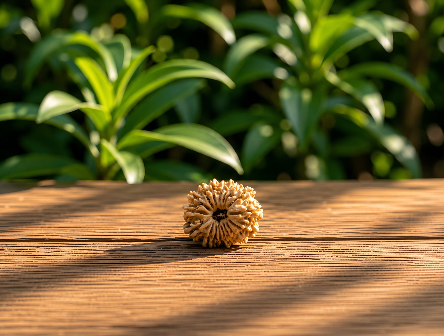 16 Mukhi Rudraksha