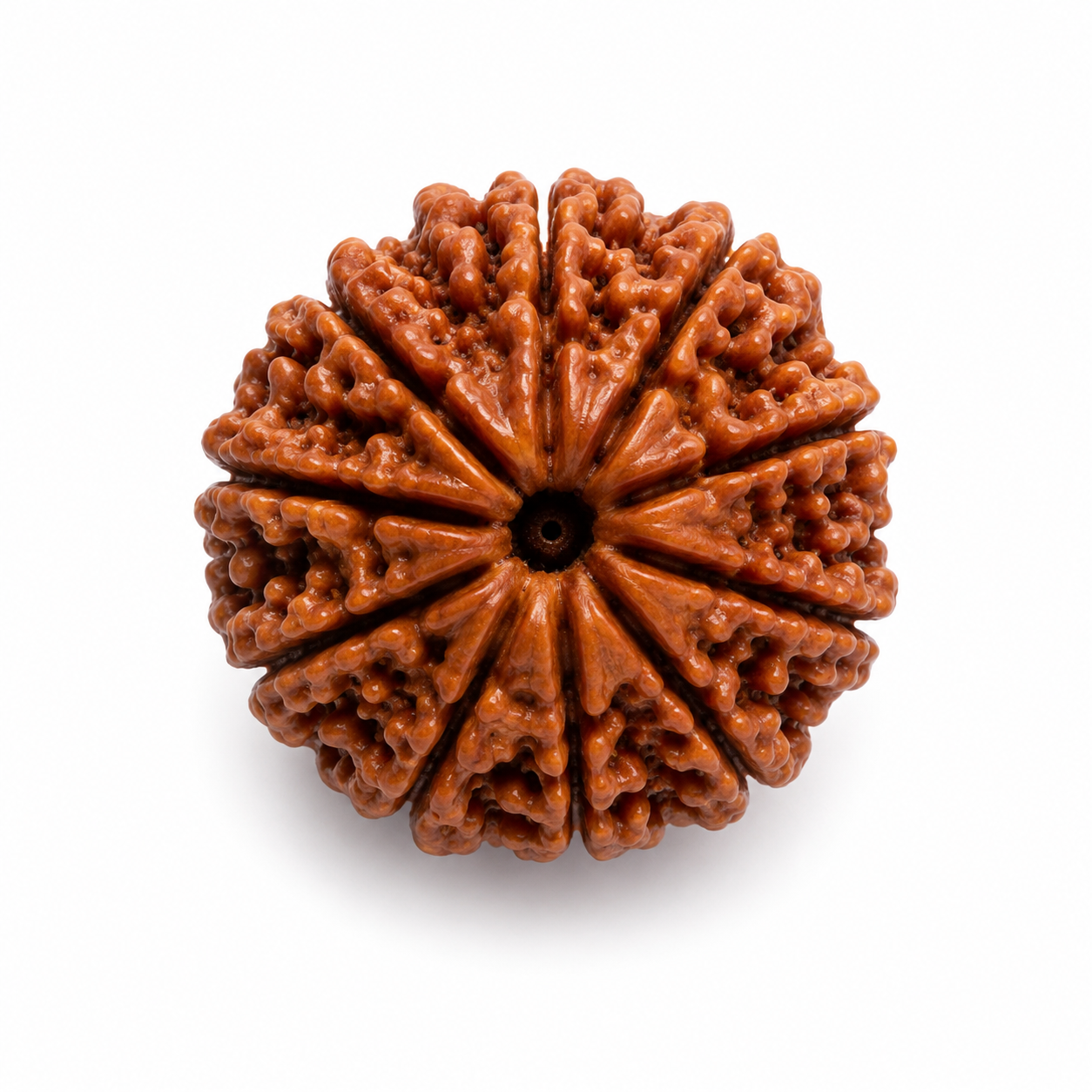 12 Mukhi Rudraksha