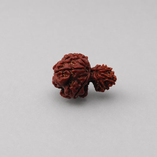 Garbh Gauri Rudraksha