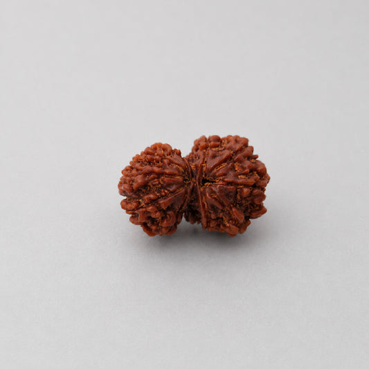 Gaurishankar Rudraksha