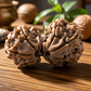 Gaurishankar Rudraksha