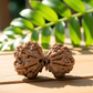 Gaurishankar Rudraksha