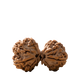 Gaurishankar Rudraksha