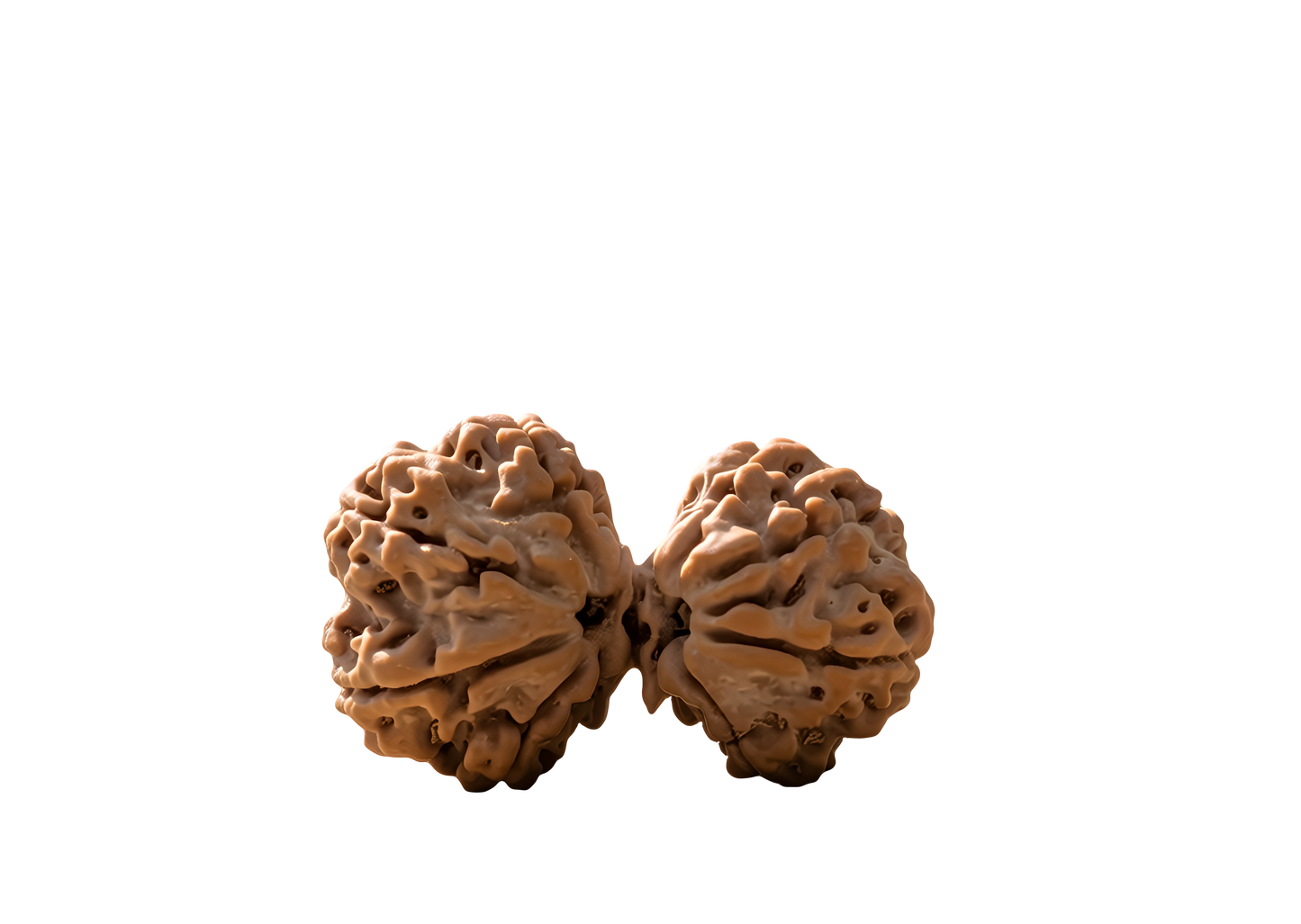Gaurishankar Rudraksha
