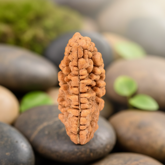 1 Mukhi Rudraksha