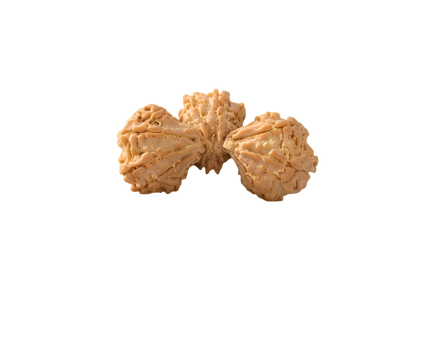Trijuti Rudraksha