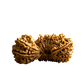 24 Mukhi Rudraksha