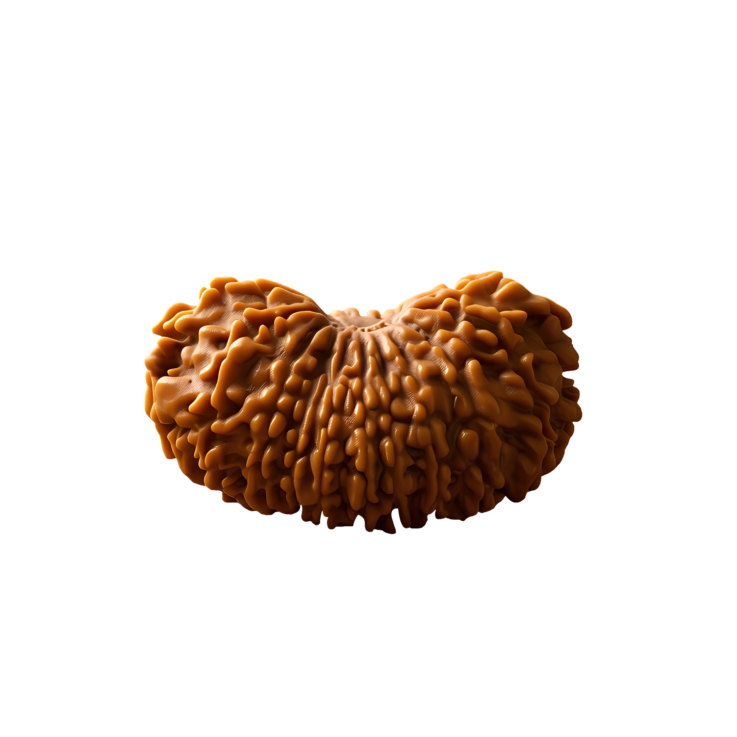 21 Mukhi Rudraksha