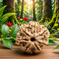 7 Mukhi Rudraksha