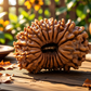 20 Mukhi Rudraksha