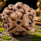 4 Mukhi Rudraksha