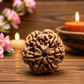 6 Mukhi Rudraksha