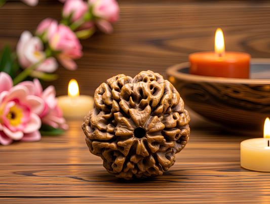 6 Mukhi Rudraksha