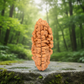 1 Mukhi Rudraksha