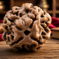 4 Mukhi Rudraksha