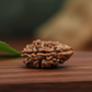 2 Mukhi Rudraksha