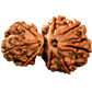 Garbh Gauri Rudraksha