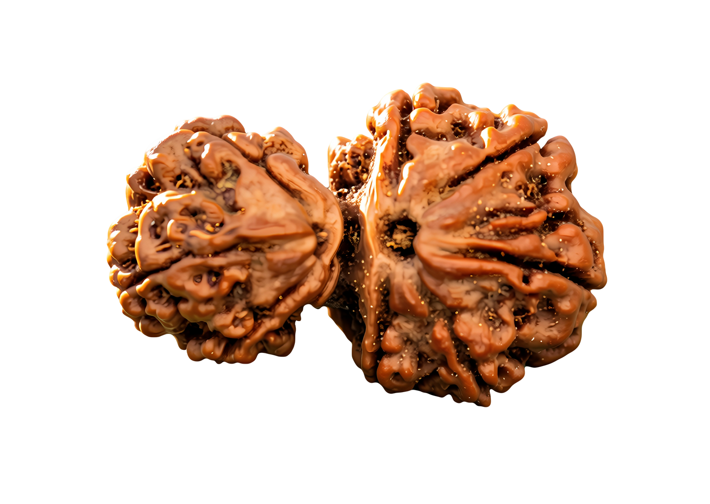 Garbh Gauri Rudraksha