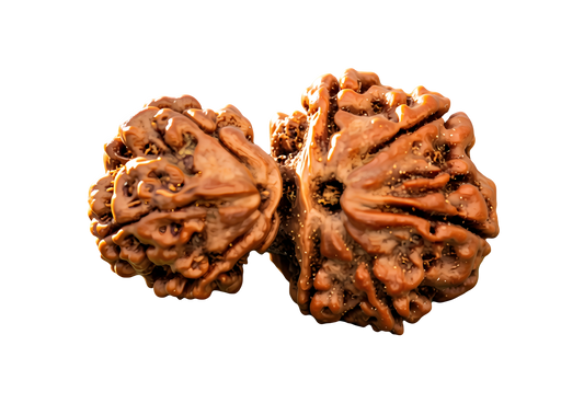 Garbh Gauri Rudraksha