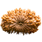 18 Mukhi Rudraksha