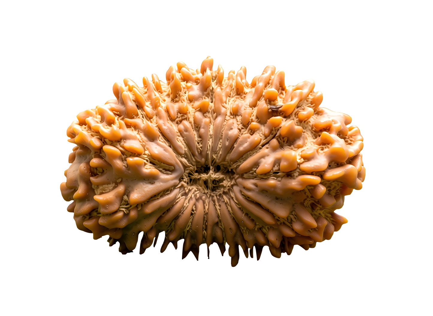 18 Mukhi Rudraksha