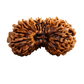 26 Mukhi Rudraksha