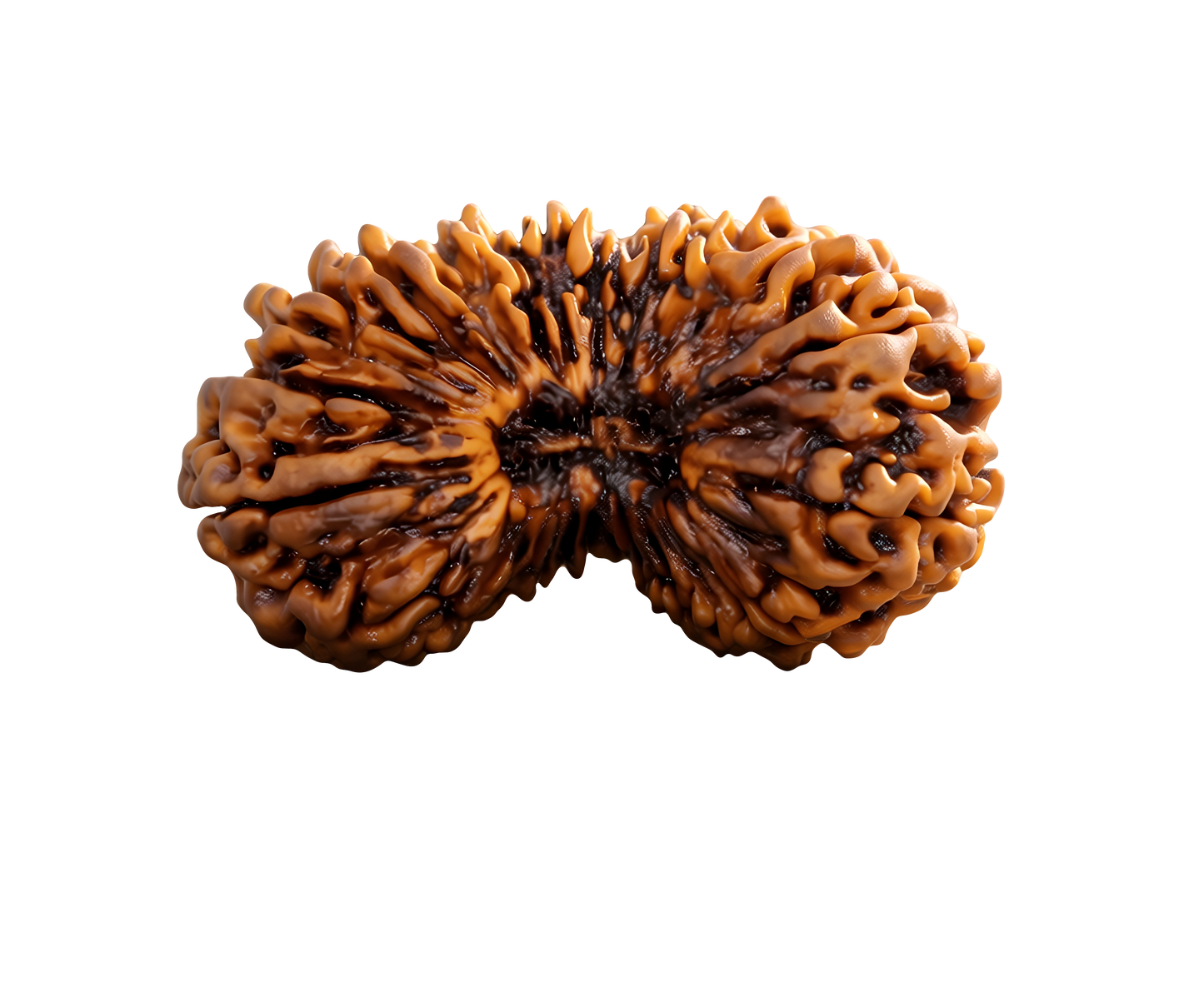 26 Mukhi Rudraksha