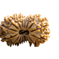 16 Mukhi Rudraksha