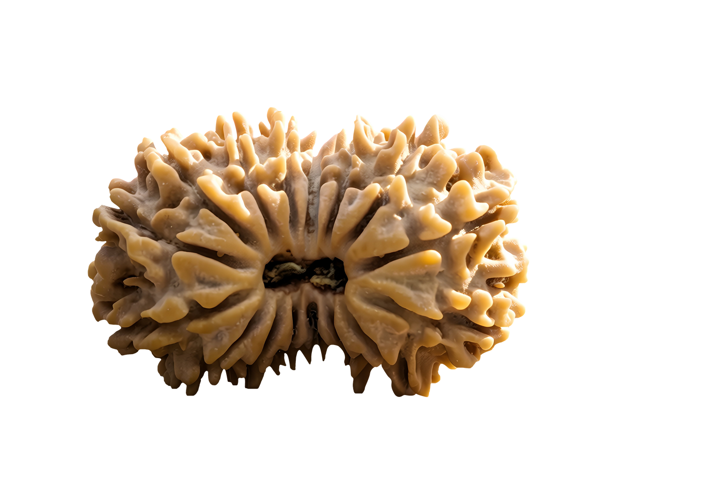 16 Mukhi Rudraksha