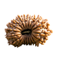 20 Mukhi Rudraksha