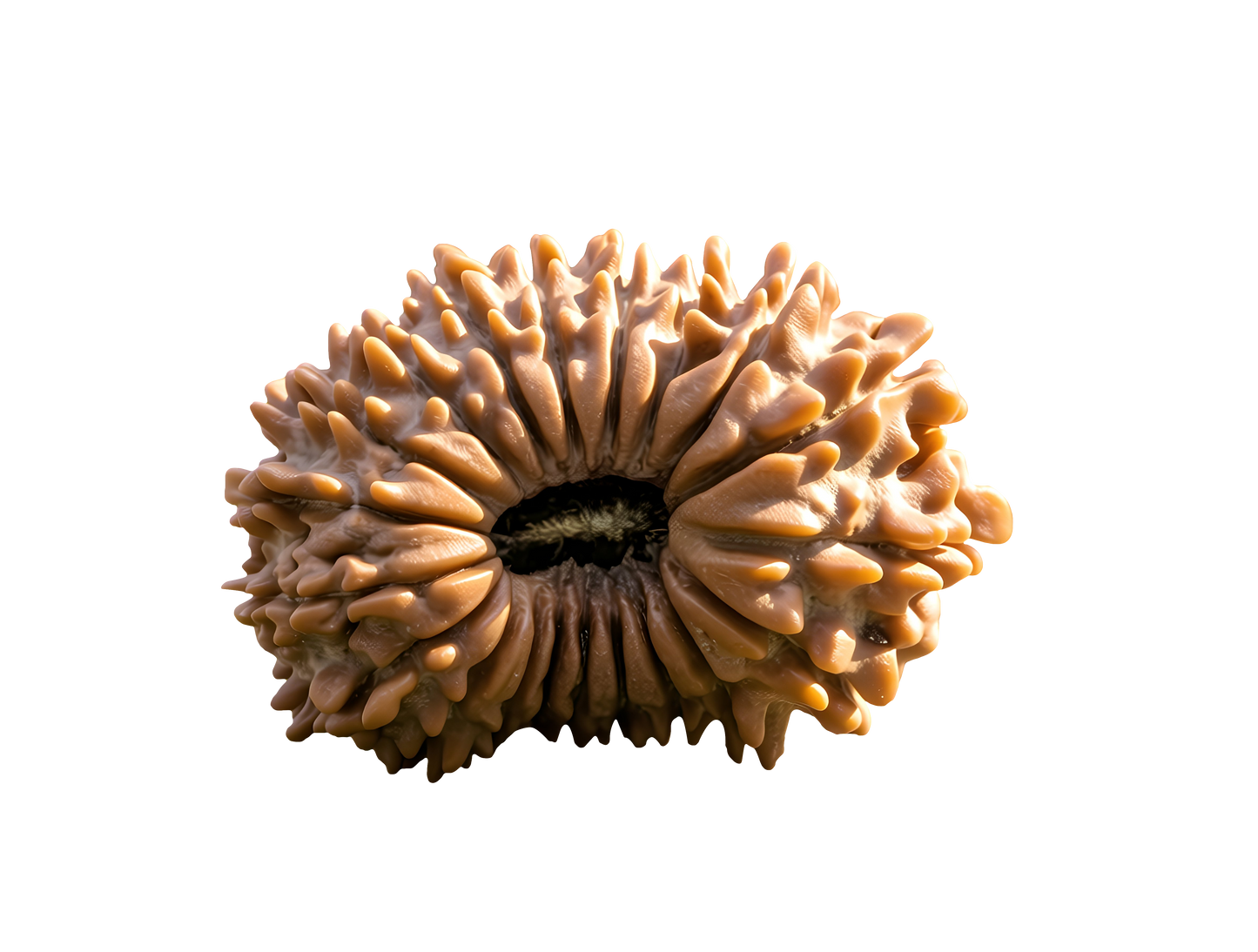 20 Mukhi Rudraksha