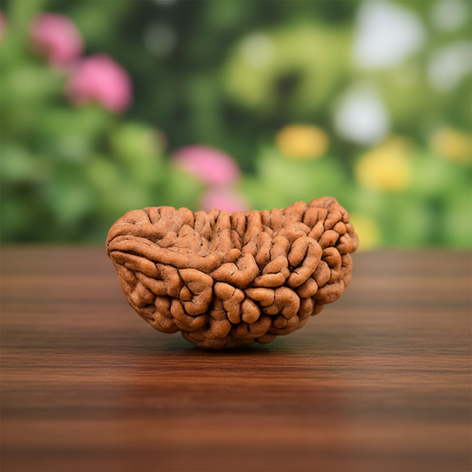 1 Mukhi Rudraksha