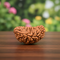 1 Mukhi Rudraksha