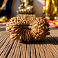 21 Mukhi Rudraksha