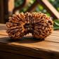 26 Mukhi Rudraksha