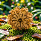 8 Mukhi Rudraksha