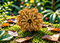 8 Mukhi Rudraksha