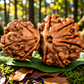 Garbh Gauri Rudraksha