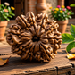 11 Mukhi Rudraksha
