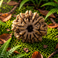 10 Mukhi Rudraksha