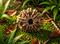 10 Mukhi Rudraksha